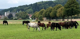 Impressionen vom September 2020 - Trakehner Gestt Hmelschenburg 2020 - Foto: Beate Langels