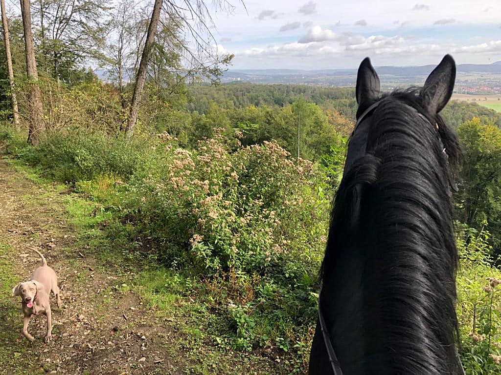 Ausritt mit Under Amour - Foto: Beate Langels - Trakehner Gestt Hmelschenburg