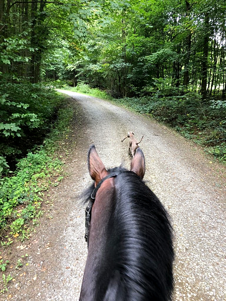 Ausritt mit Under Amour - Foto: Beate Langels - Trakehner Gestt Hmelschenburg