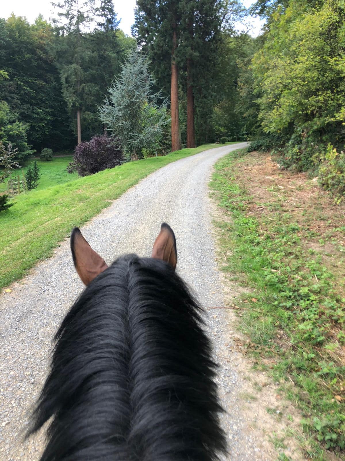 Ausritt mit Under Amour - Foto: Beate Langels - Trakehner Gestt Hmelschenburg