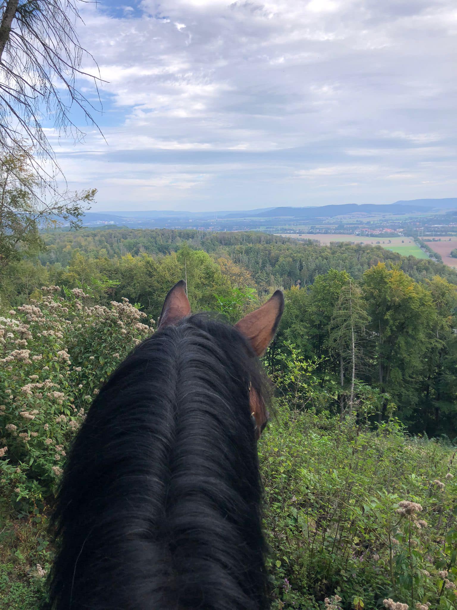 Ausritt mit Under Amour - Foto: Beate Langels - Trakehner Gestt Hmelschenburg