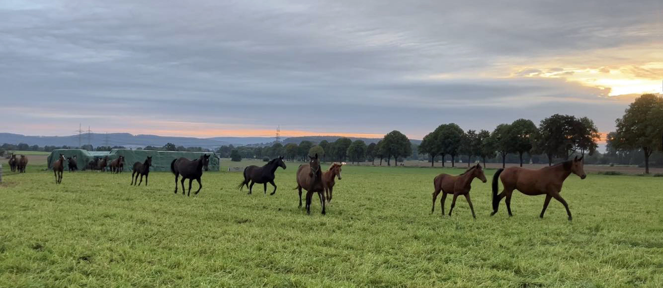 Auf der Hmelschenburger Feldweide - Foto: Beate Langels - Trakehner Gestt Hmelschenburg