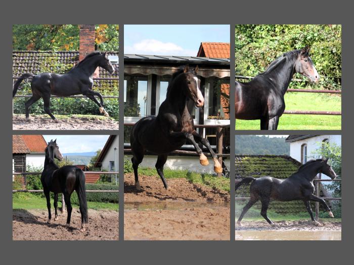 Prmienhengst Shavalou (im 24. Lebensjahr) im Oktober 2024 - Foto Johanna Kraus - Trakehner Gestt Hmelschenburg