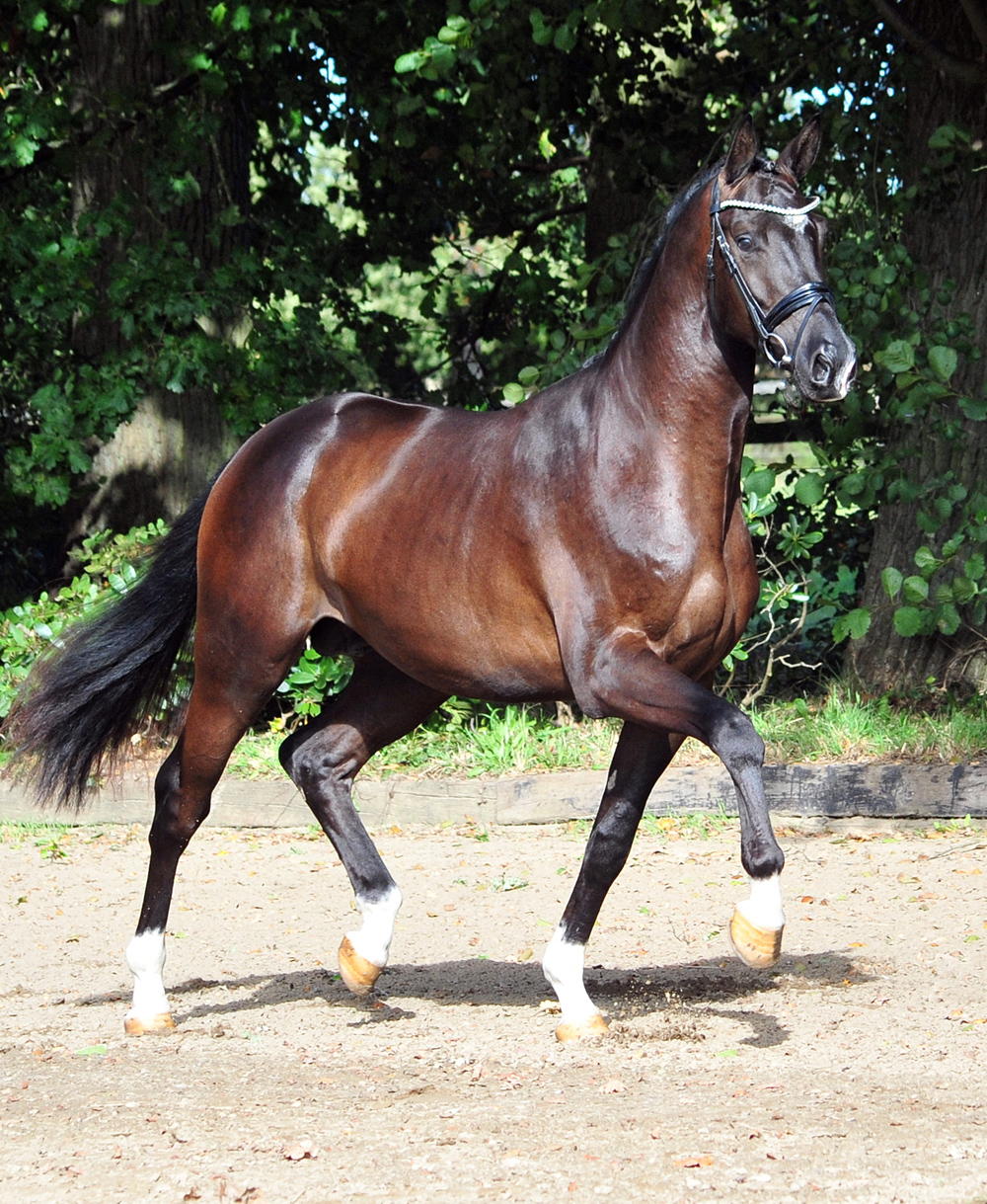 Sutherland - Trakehner Hengst v. Saint Cyr u.d. Pr.St. Schwalbenland by Touch my Heart - 
Foto: Pia Elge