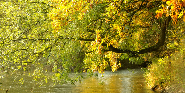 Indian Summer Anfang November in Hmelschenburg - Foto: Beate Langels - Trakehner Gestt Hmelschenburg