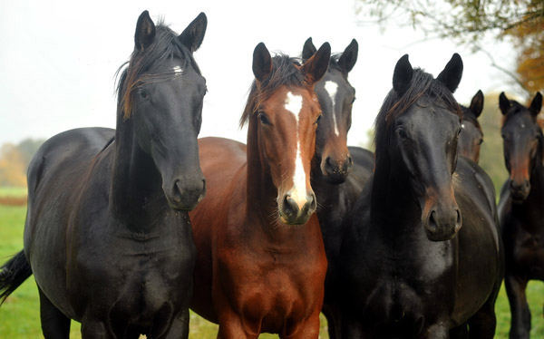 Anfang November - Unsere Jhrlingshengste - Foto: Beate Langels, Trakehner Gestt Hmelschenburg