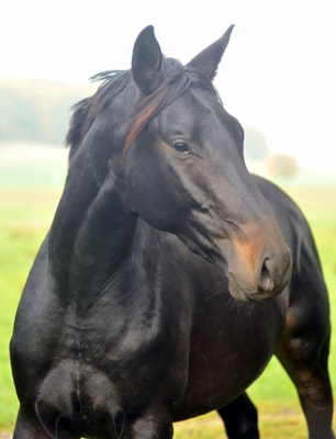 Anfang November, 2jhriger Hengst von Summertime u.d. Schwalbenflair - Foto: Beate Langels, Trakehner Gestt Hmelschenburg