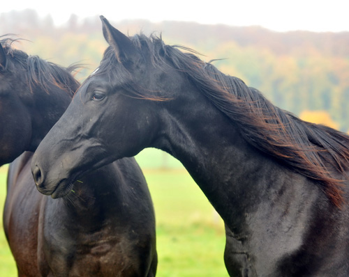 Anfang November - Jhrlingshengst von Songline - Foto: Beate Langels, Trakehner Gestt Hmelschenburg