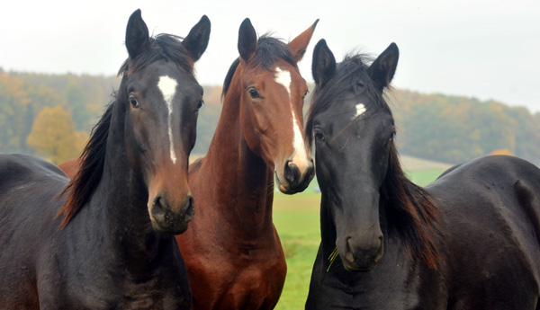 Anfang November - Jhrlingshengste von Exclusiv, Freudenfest und Songline - Foto: Beate Langels, Trakehner Gestt Hmelschenburg