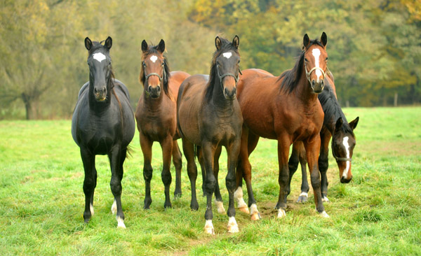 Anfang November Gruppe der Jhrlingshengste - Foto: Beate Langels, Trakehner Gestt Hmelschenburg