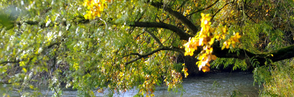 Indian Summer Anfang November in Hmelschenburg Foto: Beate Langels, Trakehner Gestt Hmelschenburg