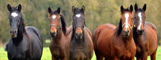 Foto Beate Langels - Trakehner Gestt Hmelschenburg