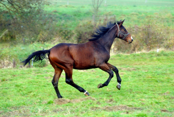 Anfang November - Jhrlinghengst von Summertime u.d. Karalina v. Exclusiv - Foto: Beate Langels, Trakehner Gestt Hmelschenburg