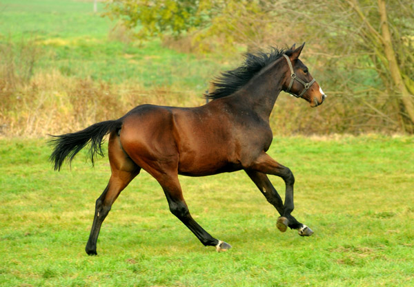 Anfang November - Jhrlinghengst von Summertime u.d. Karalina v. Exclusiv - Foto: Beate Langels, Trakehner Gestt Hmelschenburg