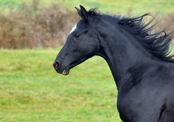 Anfang November - Jhrlinghengst von Shavalou u.d. Greta Garbo v. Alter Fritz - Foto: Beate Langels, Trakehner Gestt Hmelschenburg