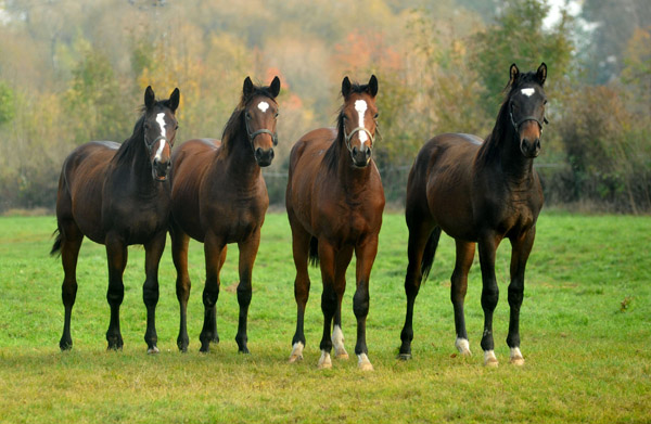 Anfang November Gruppe der Jhrlingshengste - Foto: Beate Langels, Trakehner Gestt Hmelschenburg