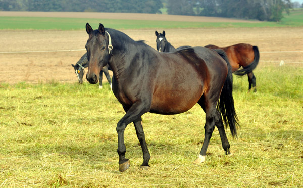 Beloved v. Kostolany - Anfang November , Foto: Beate Langels, Trakehner Gestt Hmelschenburg