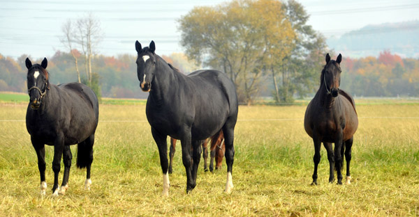 Schwalbenflair, Thirica und Beloved - Anfang November - Foto: Beate Langels, Trakehner Gestt Hmelschenburg