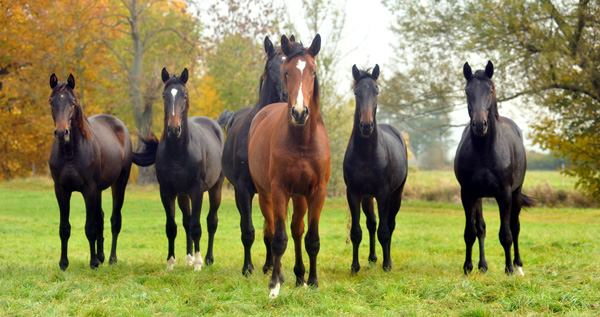 Anfang November - Unsere Jhrlingshengste - Foto: Beate Langels, Trakehner Gestt Hmelschenburg