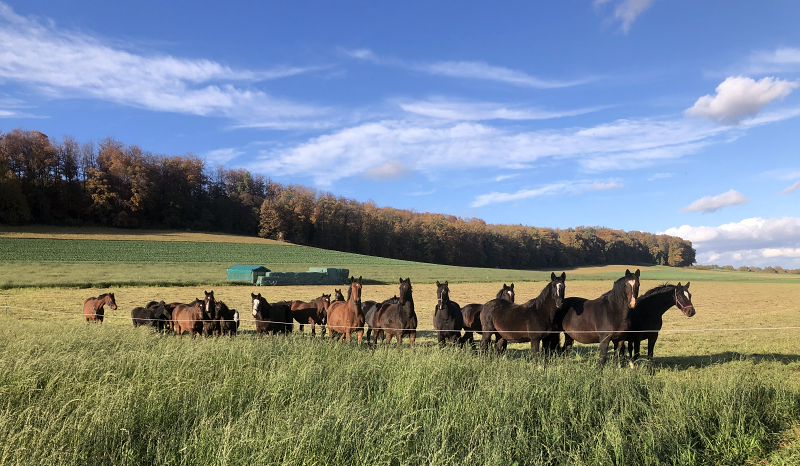 Auf der Feldweide - 1. November 2021 in Hmelschenburg  - Foto: Beate Langels - Trakehner Gestt Hmelschenburg