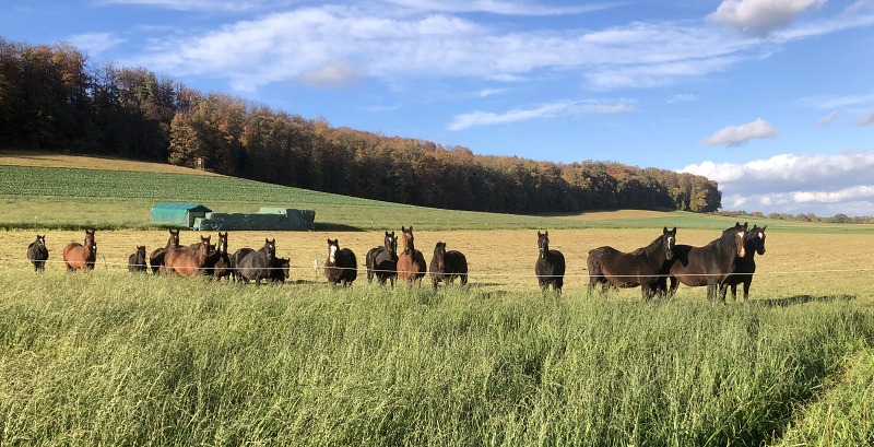 Auf der Feldweide - 1. November 2021 in Hmelschenburg  - Foto: Beate Langels - Trakehner Gestt Hmelschenburg