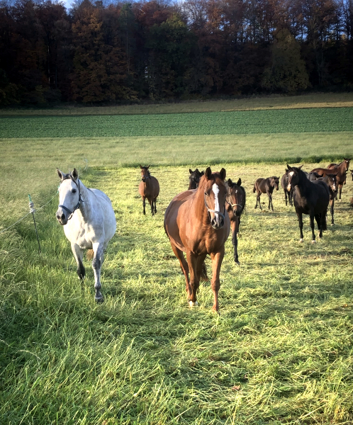 Auf der Feldweide - 1. November 2021 in Hmelschenburg  - Foto: Beate Langels - Trakehner Gestt Hmelschenburg