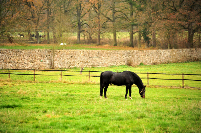 Trakehner Hengst Exclusiv 27jhrig - Trakehner Gestt Hmelschenburg - Beate Langels