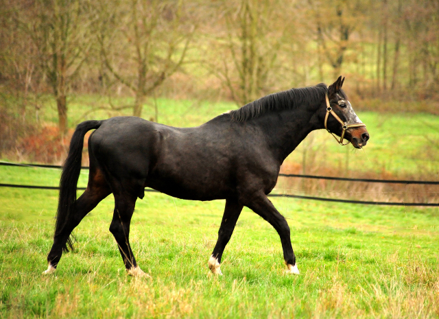 Trakehner Hengst Exclusiv 27jhrig - Trakehner Gestt Hmelschenburg - Beate Langels