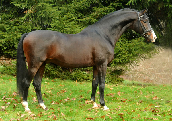 Trakehner Premium Sire SHAVALOU by Freudenfest out of premium-mare Schwalbenspiel by Exclusiv - 30. November 2012 - Foto: Beate Langels - Trakehner Gestt Hmelschenburg