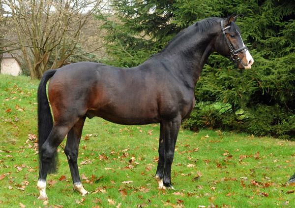 Trakehner Premium Sire SHAVALOU by Freudenfest out of premium-mare Schwalbenspiel by Exclusiv - 30. November 2012 - Foto: Beate Langels - Trakehner Gestt Hmelschenburg