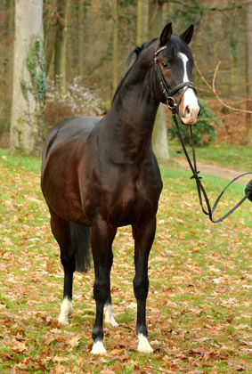 Trakehner Premium Sire SHAVALOU by Freudenfest out of premium-mare Schwalbenspiel by Exclusiv - 30. November 2012 - Foto: Beate Langels - Trakehner Gestt Hmelschenburg