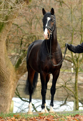 Trakehner Premium Sire SHAVALOU by Freudenfest out of premium-mare Schwalbenspiel by Exclusiv - 30. November 2012 - Foto: Beate Langels - Trakehner Gestt Hmelschenburg