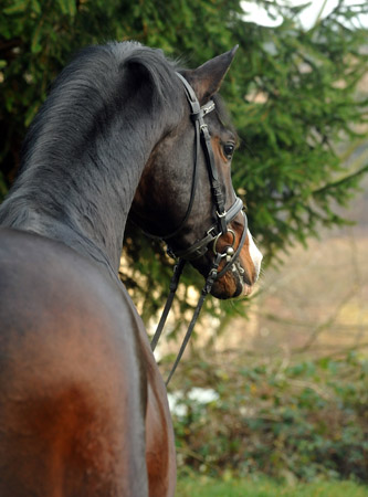 Trakehner Premium Sire SHAVALOU by Freudenfest out of premium-mare Schwalbenspiel by Exclusiv - 30. November 2012 - Foto: Beate Langels - Trakehner Gestt Hmelschenburg