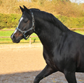 Januar - Impressionen - Trakehner Gestt Hmelschenburg 2018 - Foto: Beate Langels