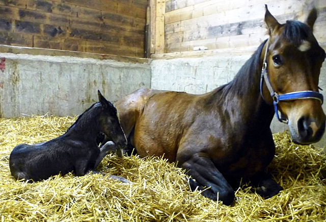 Stutfohlen von Saint Cyr - Foto: Privat