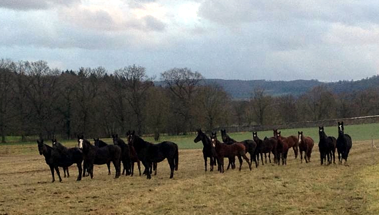 Stuten und Fohlen am 2. Januar 2015 auf der Feldweide in Hmelschenburg, Foto: Beate Langels, 
Trakehner Gestt Hmelschenburg - Beate Langels