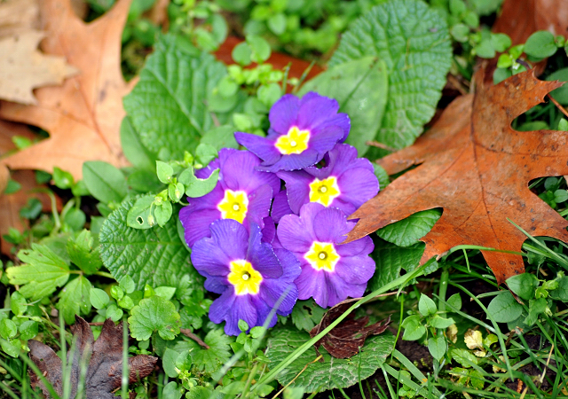 Primelblüte am 2. Januar 2016 -
Trakehner Gestüt Hämelschenburg