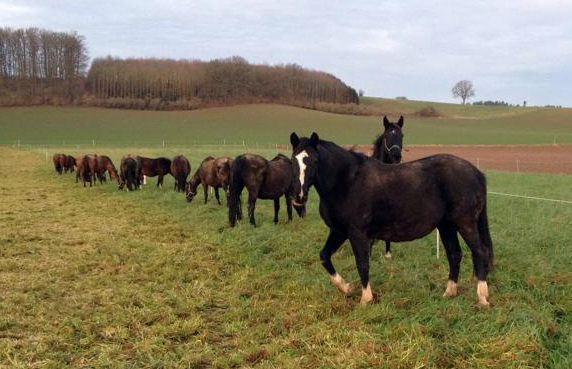 Die Hämelschenburger Zuchtstuten auf der Feldweide am 2. Januar 2016 -
Trakehner Gestüt Hämelschenburg