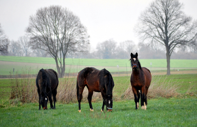 Nachwuchsstuten von High Motion am 2. Januar 2020 in Hmelschenburg - Trakehner Gestt Hmelschenburg - Beate Langels