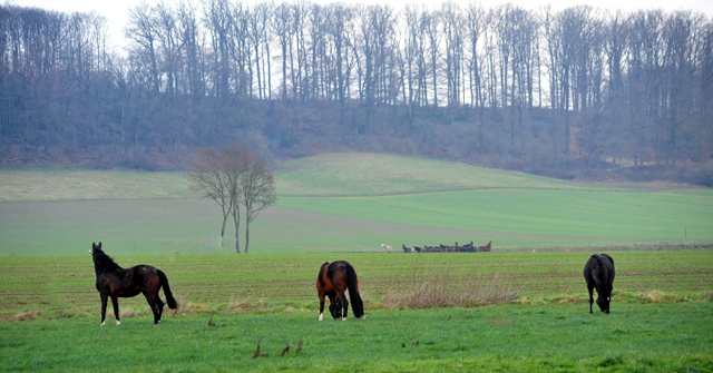 Nachwuchsstuten von High Motion am 2. Januar 2020 in Hmelschenburg - Trakehner Gestt Hmelschenburg - Beate Langels