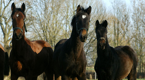 Our one year old colts by Summertime x Kalmar - Meraldik x Schwalbenflair; Tambour x Guy Laroche