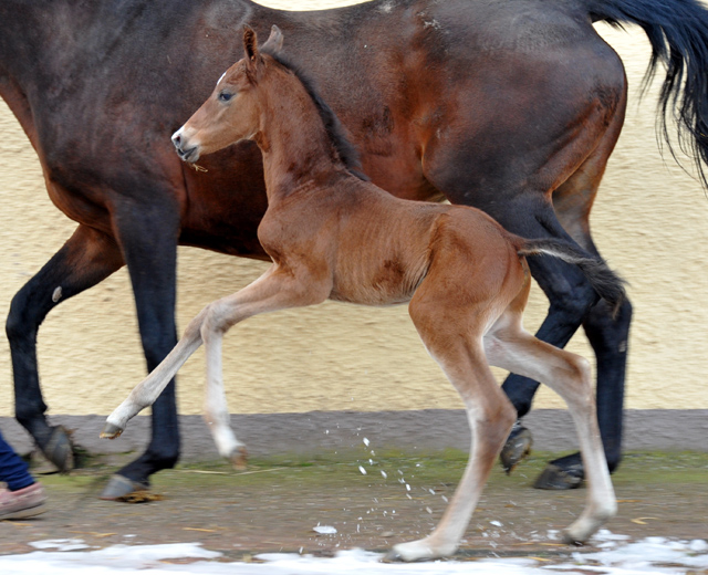 Trakehner colt by Saint Cyr uout of St.Pr.St. Guendalina by Red Patrick xx