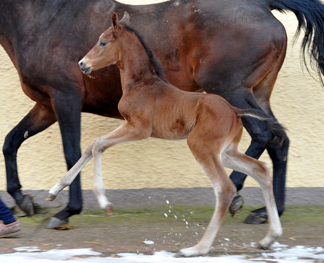 Trakehner colt by Saint Cyr uout of St.Pr.St. Guendalina by Red Patrick xx