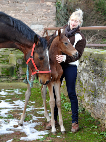 Hengstfohlen  von Saint Cyr u.d. Pr. u. St.Pr.St. Guendalina von Red Patrick xx