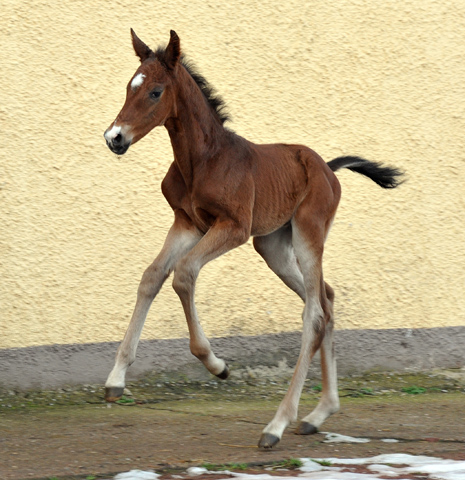 Hengstfohlen  von Saint Cyr u.d. Pr. u. St.Pr.St. Guendalina von Red Patrick xx