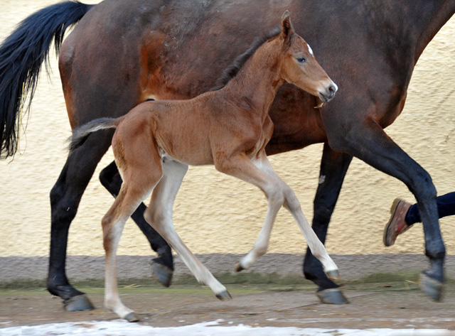 Trakehner colt by Saint Cyr uout of St.Pr.St. Guendalina by Red Patrick xx