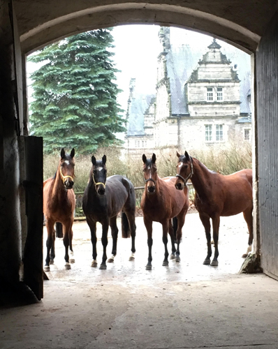  Trakehner Gestt Hmelschenburg - 1. Februar 2018 - Foto: Beate Langels