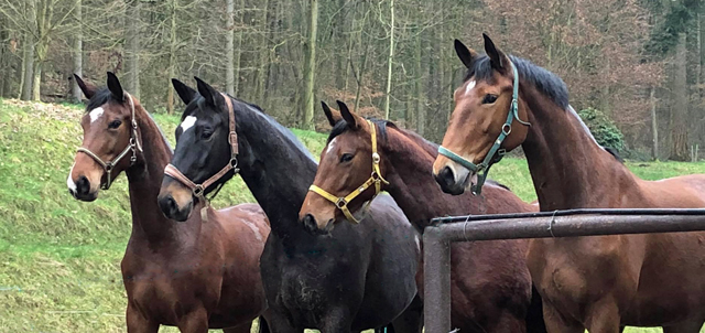 Nachwuchsstuten am 2. Feburar 2020 in Hmelschenburg - Trakehner Gestt Hmelschenburg - Beate Langels