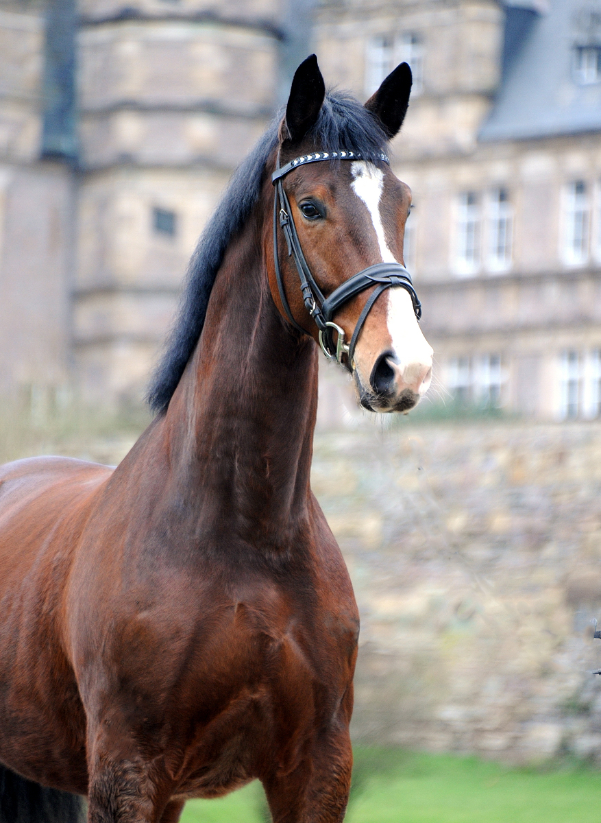 Tom Taylor von Zauberdeyk u.d. Pr.u.StPrSt. Tacyra v. Saint Cyr - Foto: Beate Langels - 
Trakehner Gestt Hmelschenburg