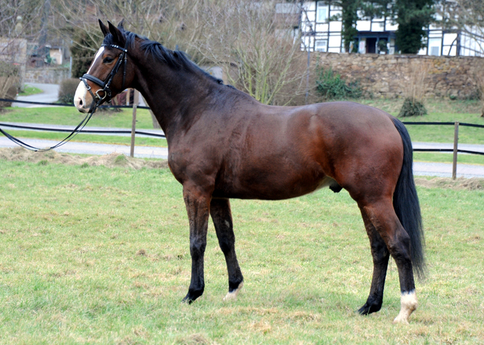 Tom Taylor von Zauberdeyk u.d. Pr.u.StPrSt. Tacyra v. Saint Cyr - Foto: Beate Langels - 
Trakehner Gestt Hmelschenburg